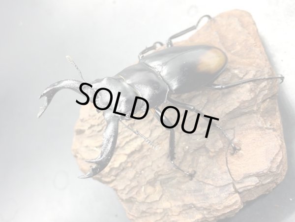 画像1: パリーフタマタクワガタ　♂７０ｍｍＵＰ　成虫ペア　 (1)