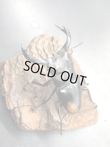 画像2: パリーフタマタクワガタ　♂７０ｍｍＵＰ　成虫ペア　 (2)