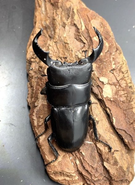 画像2: ダイオウヒラタ　♂７０ｍｍＵＰ成虫ペア　 (2)