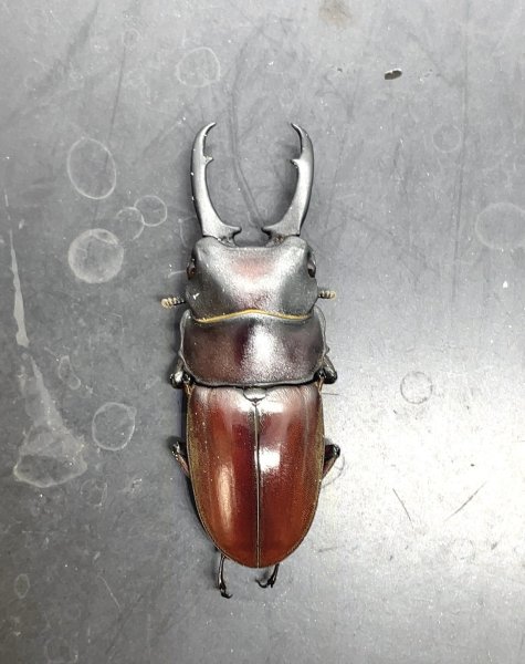 画像2: ジュリエットノコギリクワガタ　♂４０ｍｍ成虫ペア　　 (2)
