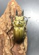 画像3: ババオウゴンオニクワガタ　♂４５ｍｍ成虫ペア (3)