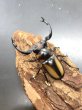 画像1: スペキシオススシカクワガタ　♂６３ｍｍ成虫ペア　 (1)