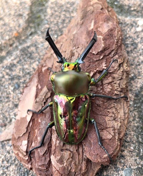 画像1: ニジイロクワガタ　♂５４ｍｍ成虫ペア (1)