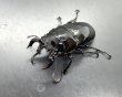 画像1: タランドゥスオオツヤクワガタ　♂６１ｍｍ成虫ペア　 (1)