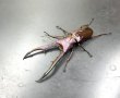 画像2: メタリフェルホソアカクワガタ　♂７０ｍｍ成虫ペア　 (2)