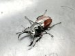 画像1: オーベルチュールクロツヤクワガタ　♀３３ｍｍ単品　 (1)