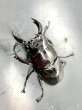 画像2: レギウスオオツヤクワガタ　♂６３ｍｍ成虫ペア　 (2)