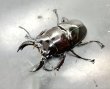 画像1: レギウスオオツヤクワガタ　♂６３ｍｍ成虫ペア　 (1)