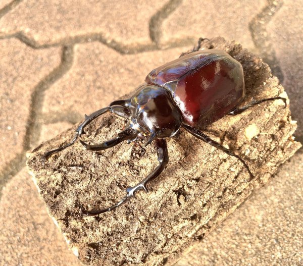 画像1: マルスゾウカブト　♂８７ｍｍ台成虫ペア (1)