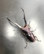 画像2: メタリフェルホソアカクワガタ　♂７５ｍｍ成虫ペア　 (2)