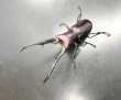 画像1: メタリフェルホソアカクワガタ　♂７５ｍｍ成虫ペア　 (1)