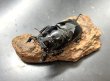 画像1: タランドゥスオオツヤクワガタ　♂６１ｍｍ成虫ペア　 (1)