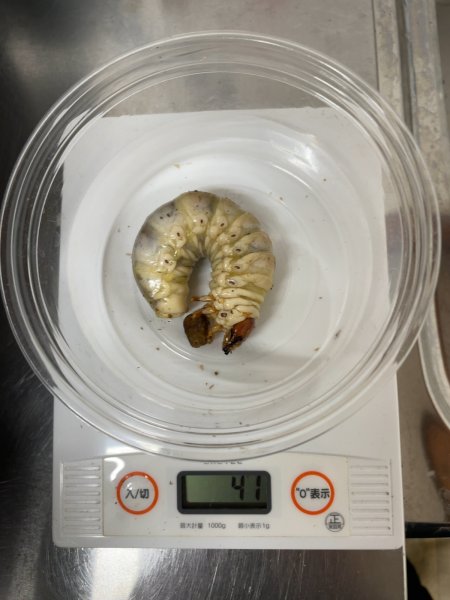 画像3: カワラタケ(クヌギブナ配合)菌糸ボトル　８００ｃｃ (3)