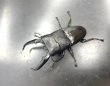 画像1: パラワンヒラタクワガタ　♂９５ｍｍ単品　 (1)