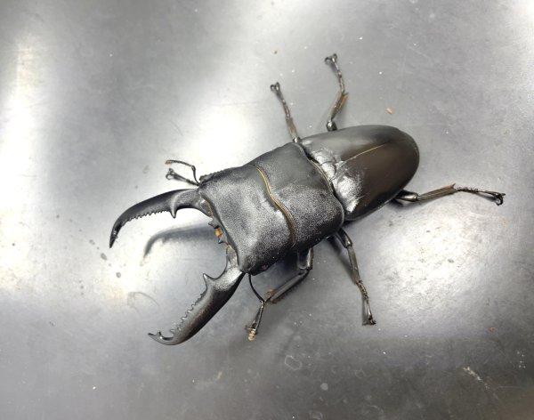 画像1: パラワンヒラタクワガタ　♂９５ｍｍ単品　 (1)