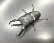 画像2: パラワンヒラタクワガタ　♂９５ｍｍ単品　 (2)