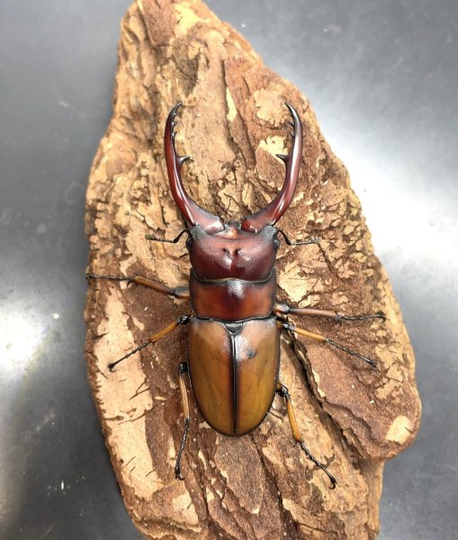 画像2: アスタコイデスノコギリクワガタ　♂６２ｍｍ成虫ペア　 (2)