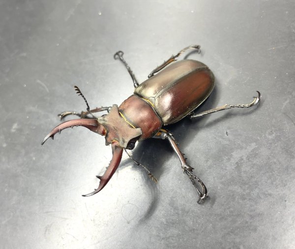 画像2: ドンミヤマクワガタ　♂５３ｍｍ成虫ペア　 (2)