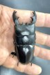 画像2: アルキデスヒラタクワガタ　♂７７ｍｍ成虫ペア (2)