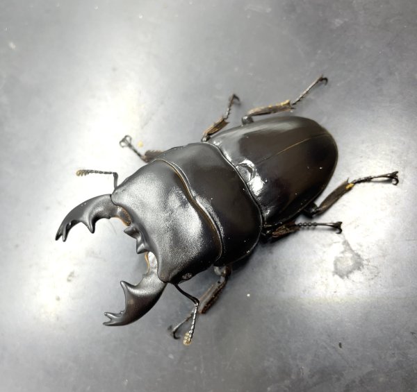 画像3: アルキデスヒラタクワガタ　♂７４ｍｍ／♀４２ｍｍ成虫ペア (3)