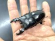 画像1: アルキデスヒラタクワガタ　♂７７ｍｍ成虫ペア (1)