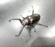 画像4: ディティエールシカクワガタ　♂７６ｍｍ成虫ペア　 (4)