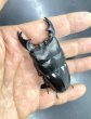 画像3: アルキデスヒラタクワガタ　♂７７ｍｍ成虫ペア (3)