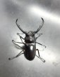 画像2: ディティエールシカクワガタ　♂６７ｍｍ／♀３８ｍｍ　成虫ペア　 (2)