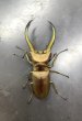 画像2: トルンカートゥスホソアカクワガタ　♂６７ｍｍ成虫ペア　 (2)