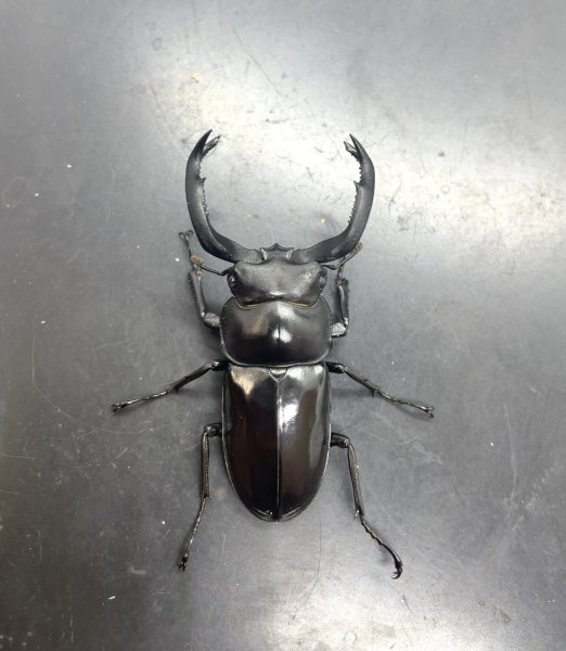 画像2: フキヌキシカクワガタ　♂５３ｍｍ成虫ペア　 (2)