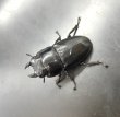 画像2: スマトラヒラタ（アチェ）ＫＤＴ血統　♀５９ｍｍ単品 (2)