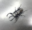 画像1: フキヌキシカクワガタ　♂５３ｍｍ成虫ペア　 (1)