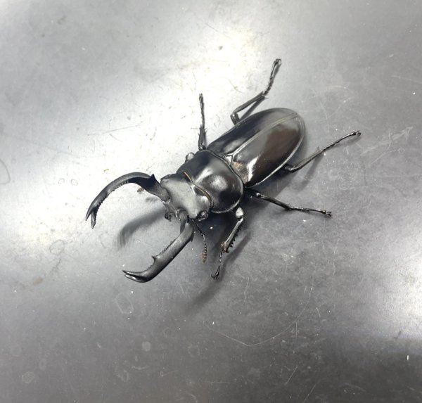 画像1: フキヌキシカクワガタ　♂５３ｍｍ成虫ペア　 (1)