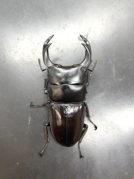 画像2: インドクルビデンス　♂７４ｍｍ／♀４３ｍｍ成虫ペア　 (2)