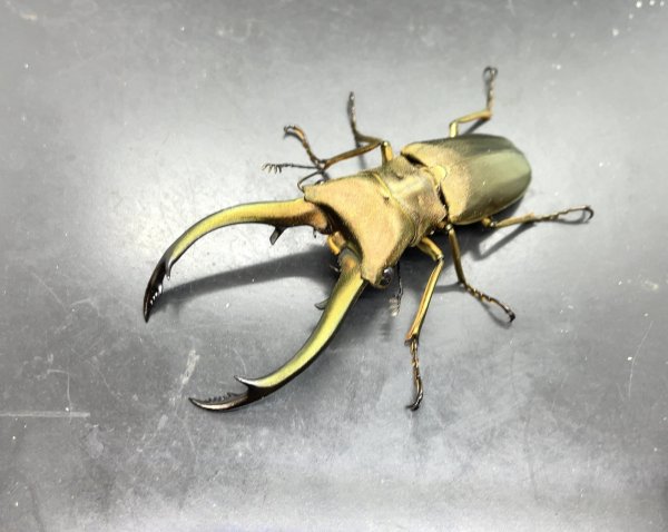 画像1: トルンカートゥスホソアカクワガタ　♂６７ｍｍ成虫ペア　 (1)