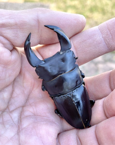 画像1: ■極太血統■ホペイオオクワガタ　♂６７ｍｍ／♀４５ｍｍ　成虫ペア (1)