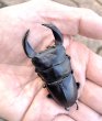 画像1: ■極太血統■ホペイオオクワガタ　♂６７ｍｍ／♀４６ｍｍ　成虫ペア (1)