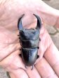 画像2: ■極太血統■ホペイオオクワガタ　♂６７ｍｍ／♀４６ｍｍ　成虫ペア (2)