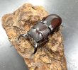 画像1: ダイトウヒラタクワガタ　♂３７ｍｍ成虫ペア　 (1)