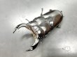 画像1: ブータンアンタエウス　♂８１ｍｍ成虫ペア　 (1)
