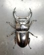 画像2: ブータンアンタエウス　♂８６ｍｍ成虫ペア　 (2)