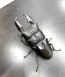 画像1: スマトラヒラタ（アチェ）　♂１０１ｍｍ♀５１ｍｍ成虫ペア　 (1)