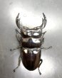 画像2: ブータンアンタエウス　♂８１ｍｍ成虫ペア　 (2)