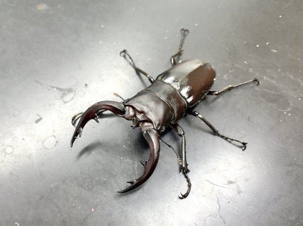 画像1: アマミノコギリクワガタ　♂７１ｍｍ／♀３９ｍｍ　成虫ペア　 (1)
