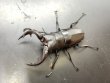画像2: アマミノコギリクワガタ　♂７１ｍｍ／♀３９ｍｍ　成虫ペア　 (2)