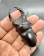 画像1: オオクワガタ（s.ako T-2血統）　♂７０ｍｍ♀４４ｍｍ成虫ペア (1)