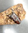 画像2: ダイトウヒラタクワガタ　♂３７ｍｍ成虫ペア　 (2)
