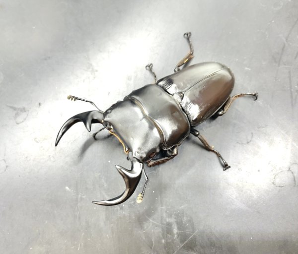 画像1: ババクルビデンス　♂７４ｍｍ♀４３ｍｍ成虫ペア　 (1)