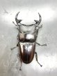 画像2: ババクルビデンス　♂７４ｍｍ♀４３ｍｍ成虫ペア　 (2)