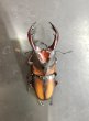 画像2: ミラビリスノコギリ　♂６５ｍｍ／♀３５ｍｍ　成虫ペア (2)